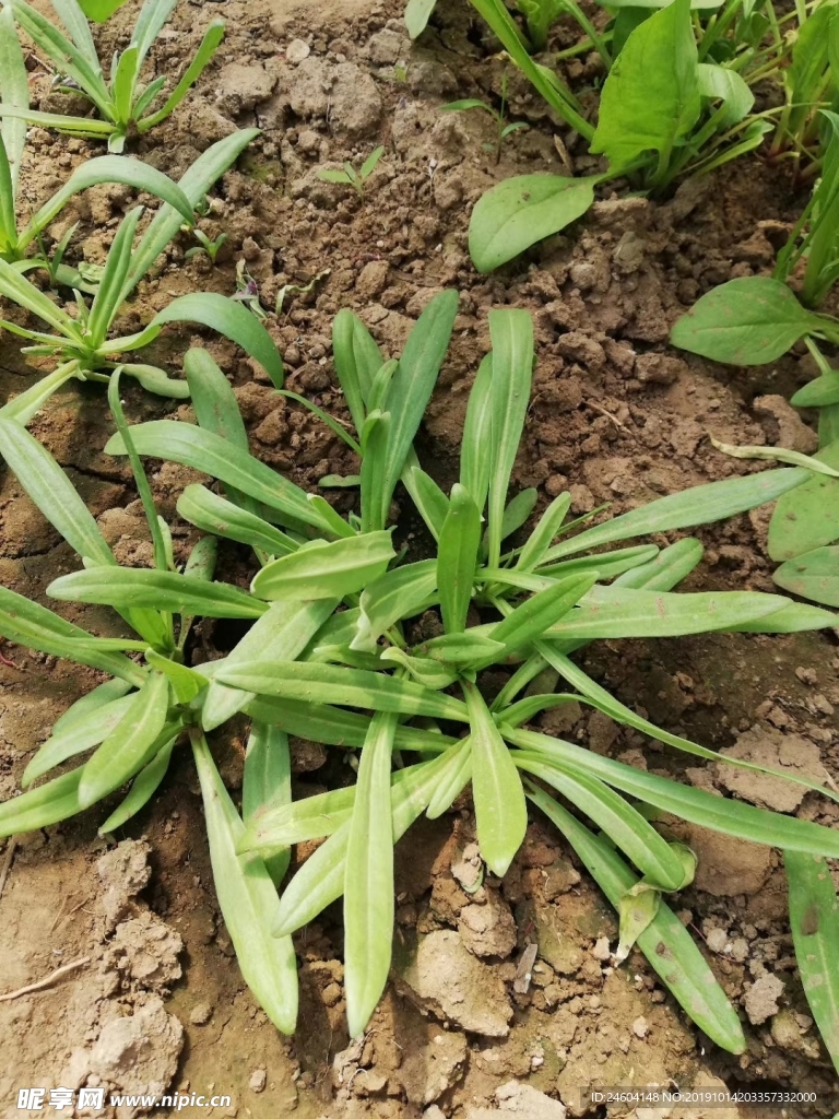青菜