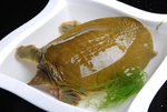 野生土甲鱼