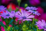 紫色花