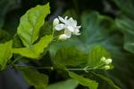 茉莉花