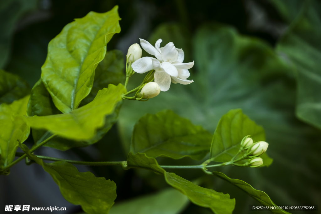 茉莉花