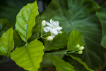 小白花
