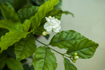 茉莉