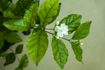 茉莉花