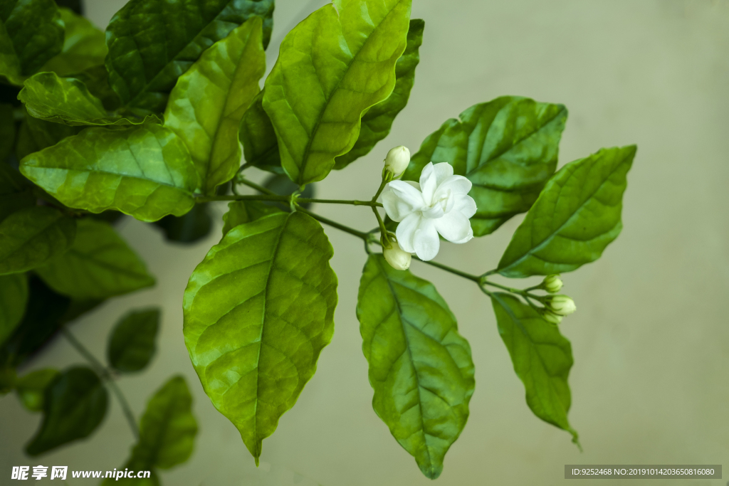 茉莉花