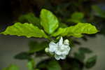 茉莉花
