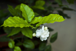 木梨花