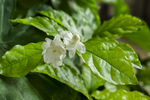 茉莉花