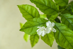 茉莉