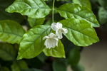 香花