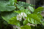 茉莉