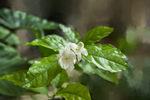 茉莉花