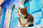 猫 猫咪 野猫 CAT 小猫