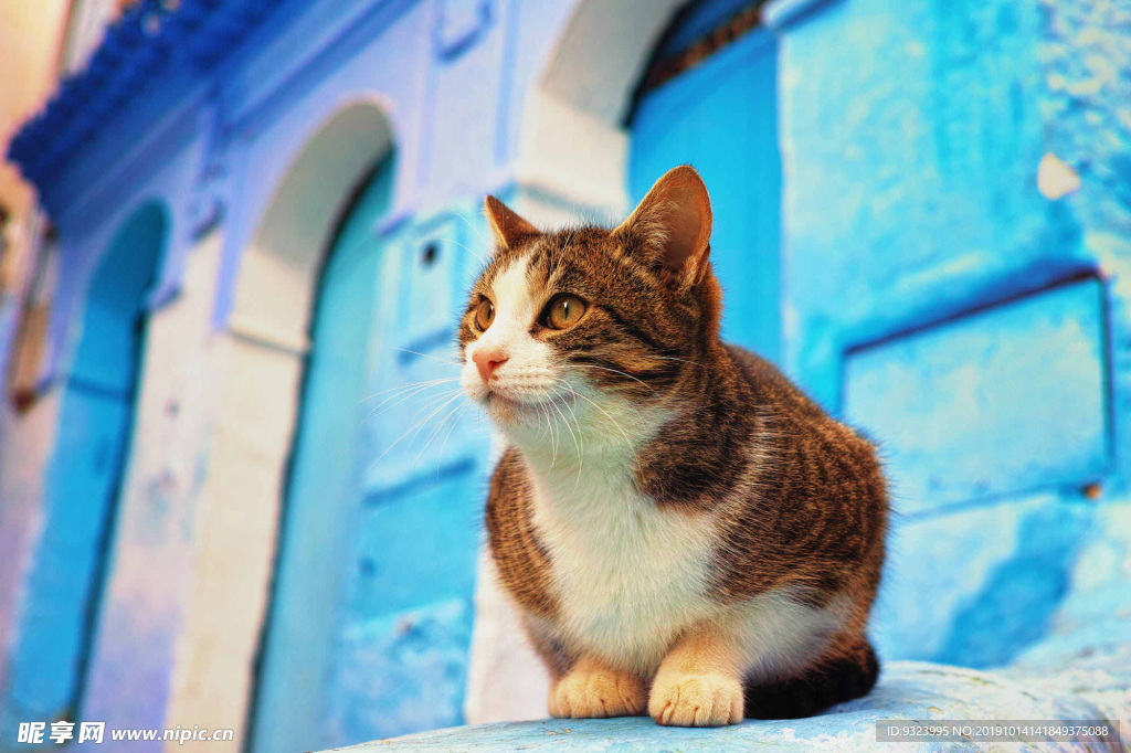 猫 猫咪 野猫 CAT 小猫
