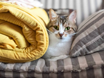 猫 猫咪 野猫 CAT 小猫