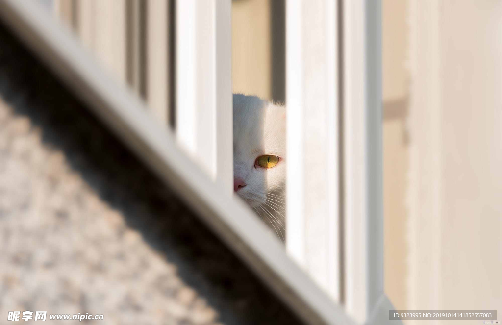猫 猫咪 野猫 CAT 小猫