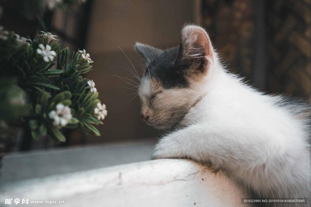 猫 猫咪 野猫 CAT 小猫