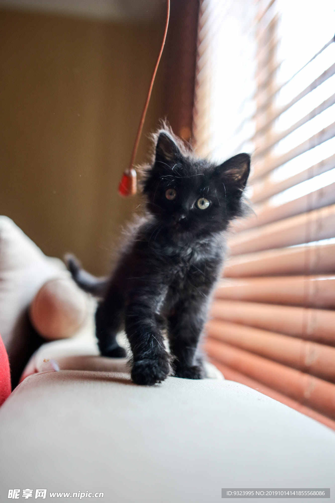 猫 猫咪 野猫 CAT 小猫