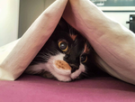 猫 猫咪 野猫 CAT 小猫