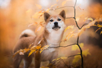 狗 犬 宠物