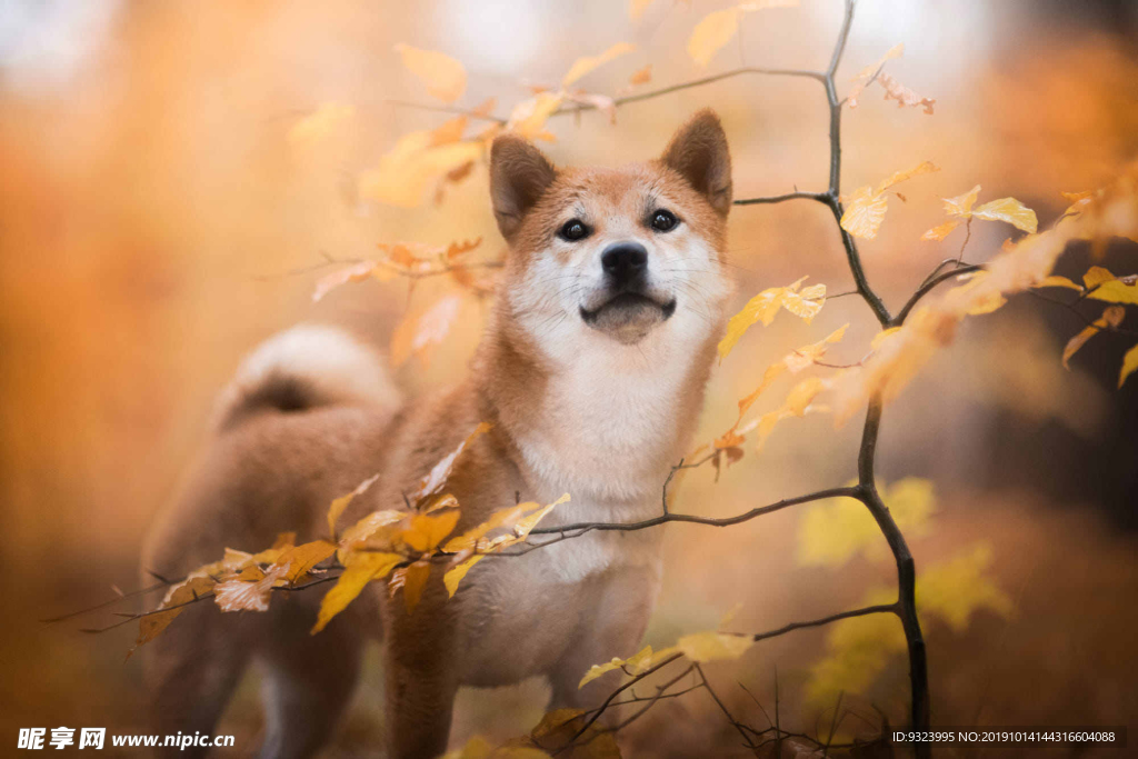 狗 犬 宠物