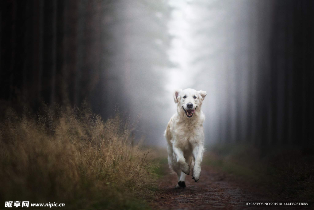 狗 犬 宠物 动物 小狗 可爱