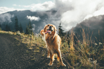狗 犬 宠物 动物 小狗 可爱