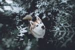 狗 犬 宠物 动物 小狗 可爱