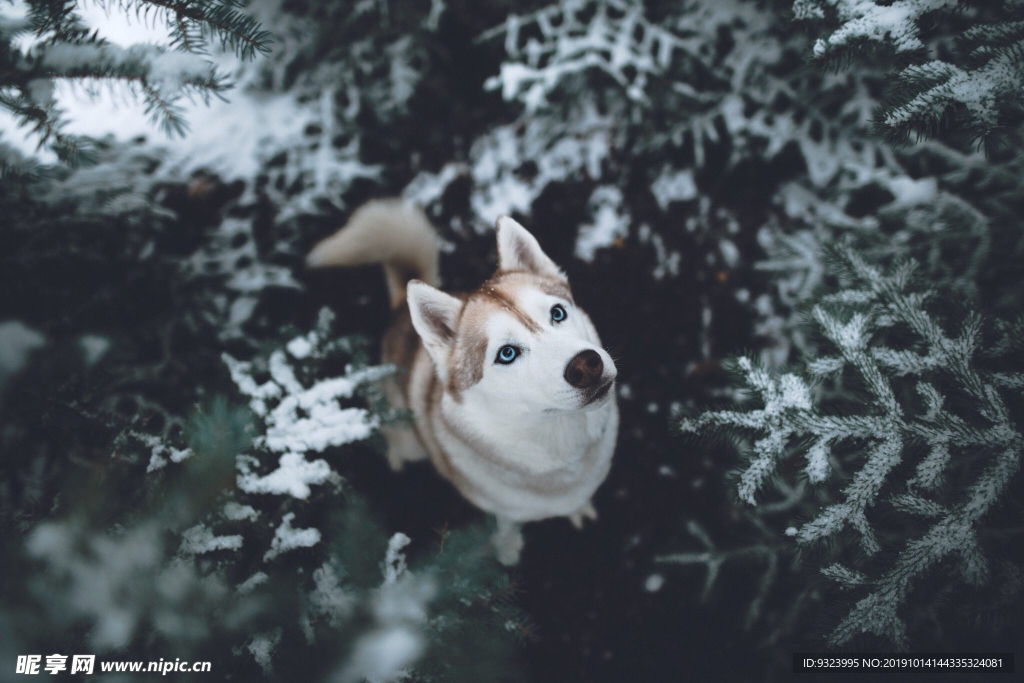 狗 犬 宠物 动物 小狗 可爱