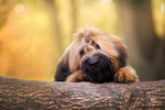 狗 犬 宠物 动物 小狗 可爱