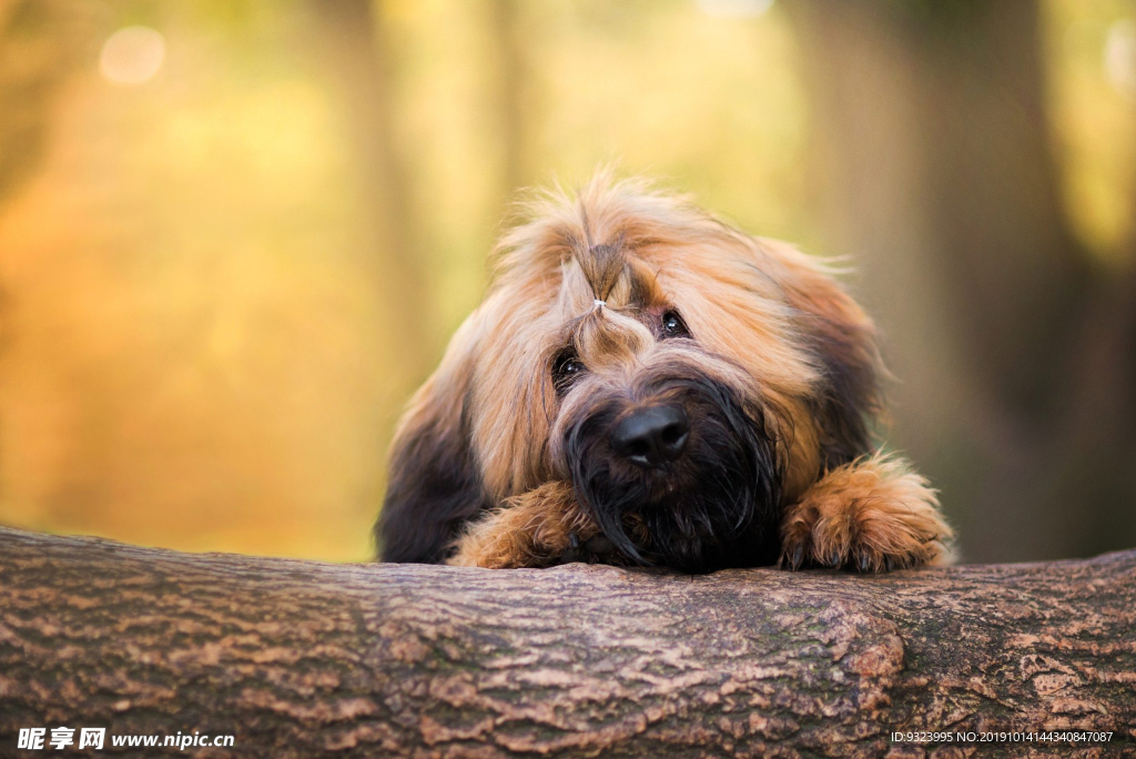 狗 犬 宠物 动物 小狗 可爱