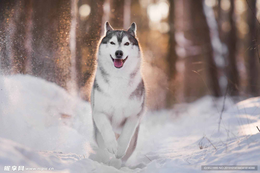 狗 犬 宠物 动物 小狗 可爱