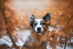 狗 犬 宠物 动物 小狗 可爱