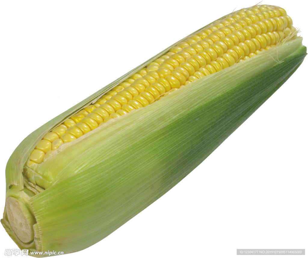 玉米 - 快懂百科