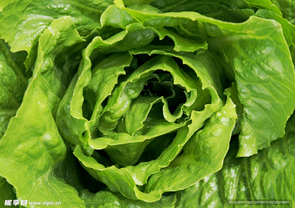青菜