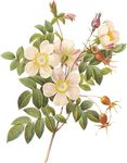 鲜花