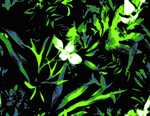 数码印花  手绘花 热带植物