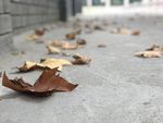 树叶