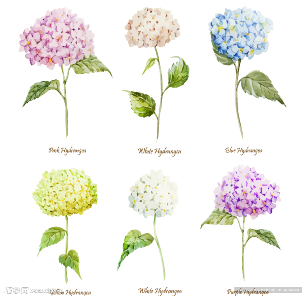 绣球花矢量素材