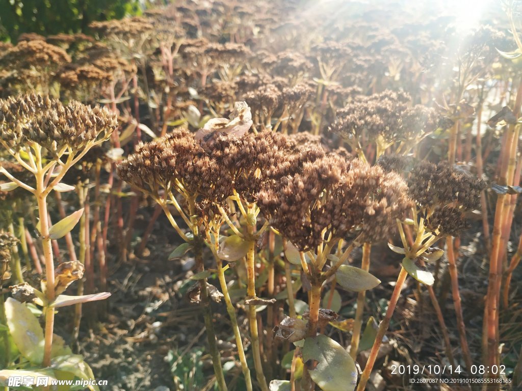 秋天枯黄植物