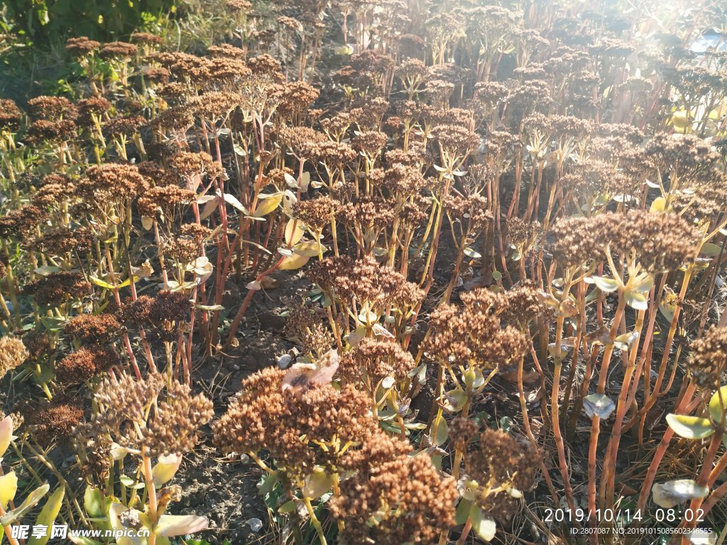 植物 阳光 秋天 枯黄 素材