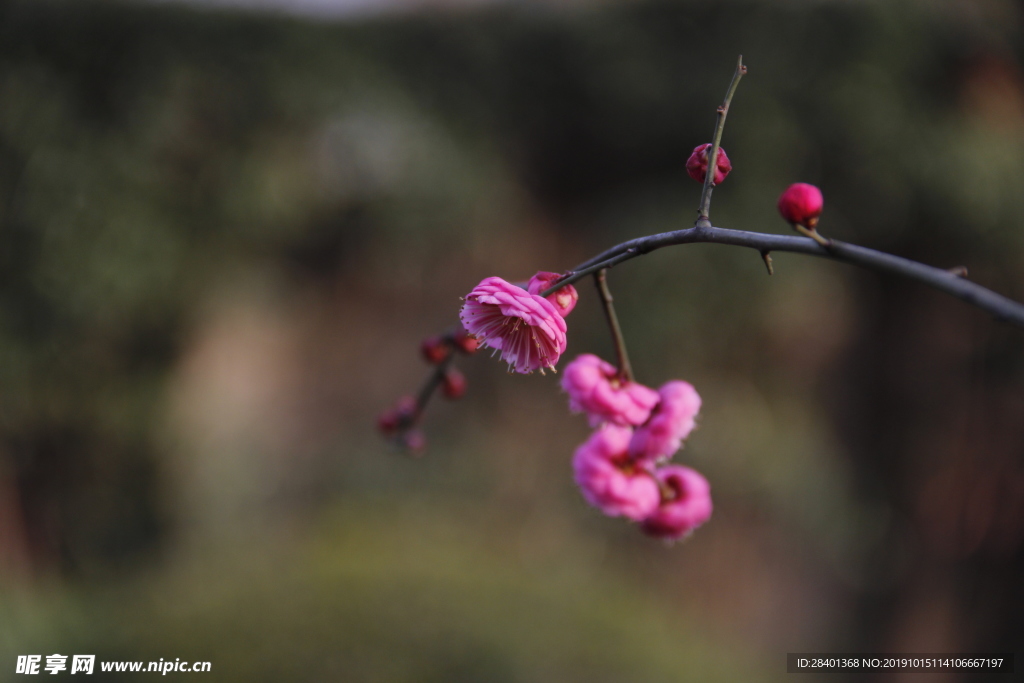 红梅花开