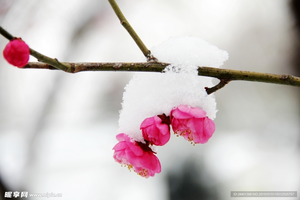 冬雪