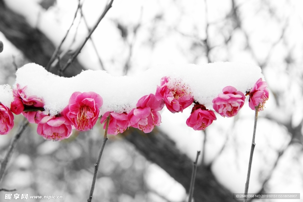 冬雪
