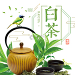 明前茶