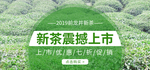 明前茶