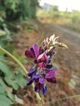 花丛