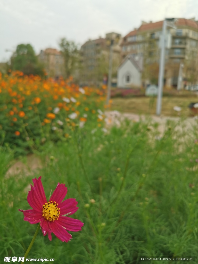 鲜花