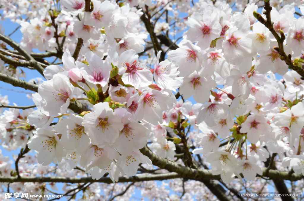 樱花
