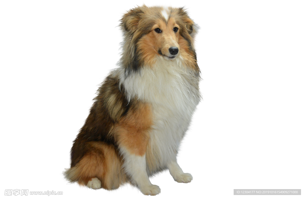 狗